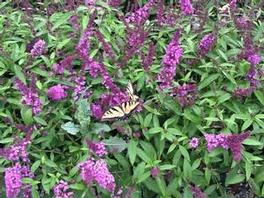 Buddleia PP22177 / Flutterby Petite® Tutti Fruitti Buddleia PP22177 / Flutterby Petite® Tutti Fruitti