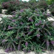 Buddleia PP24514 / Proven Winners® Color Choice® 'Lo & Behold® Purple Haze' Buddleia PP24514 / Proven Winners® Color Choice® 'Lo & Behold® Purple Haze'