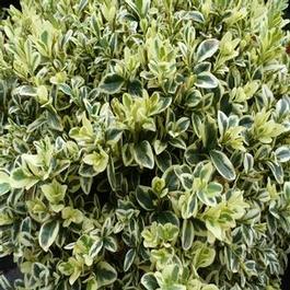 Buxus sempervirens Elegantissima 