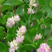Clethra a. Ruby Spice 