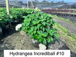 Hydrangea arborescens PP20571 / Proven Winners® Color Choice® Incrediball® 