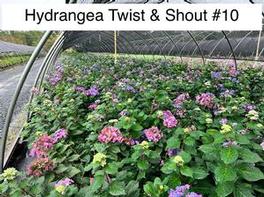 Hydrangea macrophylla PP20176 / Endless Summer® Twist-n-Shout® 