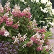 Hydrangea paniculata PP16166 / Proven Winners® Color Choice® Pinky Winky® 