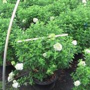 Hydrangea paniculata PP12874 / Proven Winners® Color Choice® 'Limelight' 