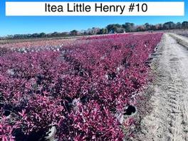Itea virginica PP10988 / Proven Winners® Color Choice® Little Henry® 