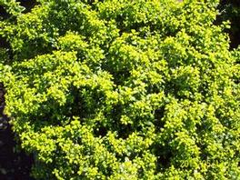 Ilex crenata Soft Touch Ilex crenata Soft Touch
