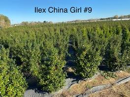 Ilex M. China Girl 