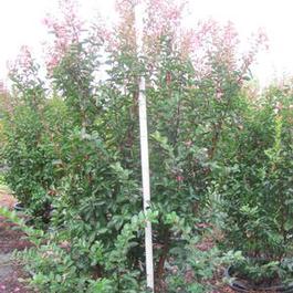 Lagerstroemia Sioux 