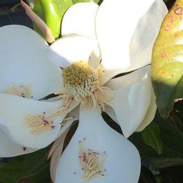 Magnolia grandiflora Edith Bogue 