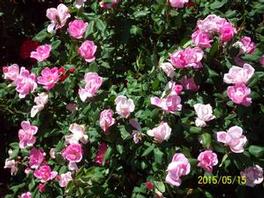 Rosa 'Radcon' PP15070 / Knock Out® Pink 