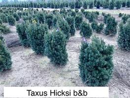 Taxus Hicksi 