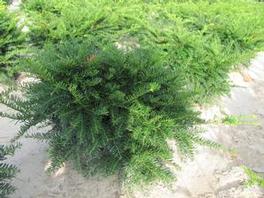 Taxus Green Wave 