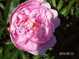 Peony Sarah Bernhardt pink 