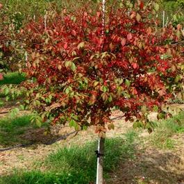 Euonymus alatus Compacta Euonymus alatus Compacta