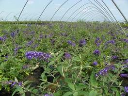 Buddleia PP22069 / Flutterby Petite® Blue Heaven Buddleia PP22069 / Flutterby Petite® Blue Heaven