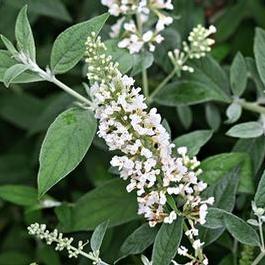Buddleia PP24015 / Proven Winners® Color Choice® 'Lo & Behold® 'Ice Chip'' Buddleia PP24015 / Proven Winners® Color Choice® 'Lo & Behold® 'Ice Chip''