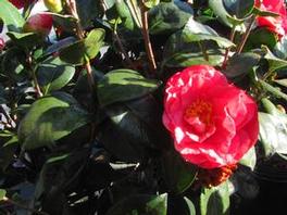 Camellia j. Turandot 