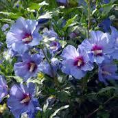 Hibiscus syriacus PP20574 / Proven Winners® Color Choice® Blue Chiffon® 