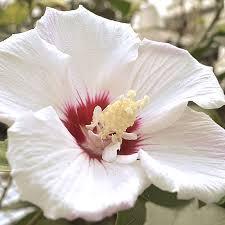 Hibiscus syriacus / First Editions® Fiji™ 