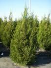 Juniperus virginiana Emerald Sentinel™ 
