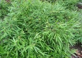 Fern Comptonia peregrina Fern Comptonia peregrina