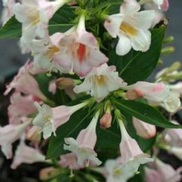 Weigela florida PP24585 / Proven Winners® Color Choice® Sonic Boom® 'Pearl'