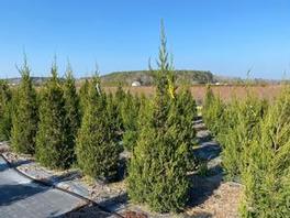Juniperus chinensis Hetzi Columnaris 
