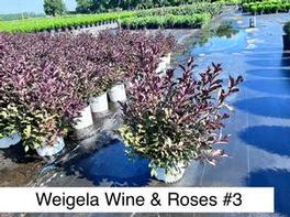 Weigela florida PP10772 / Proven Winners® Color Choice® Wine & Roses® 