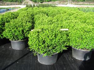 Buxus sinica v. insularis Wintergreen - Boxwood