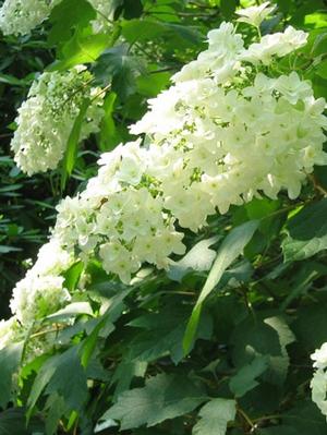 Hydrangea q. Snowflake - Hydrangea Quercifolia (Oakleaf)
