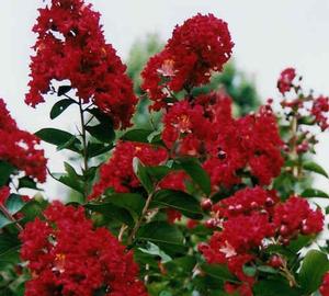 Lagerstroemia Arapahoe Lagerstroemia (Crape Myrtle) from David's Nursery