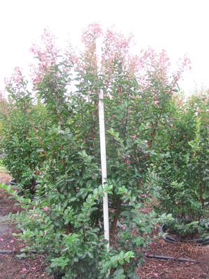 Lagerstroemia Sioux - Lagerstroemia (Crape Myrtle)
