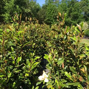 Magnolia grandiflora Edith Bogue - 