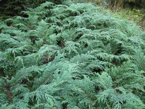 Microbiota Decussata from David's Nursery