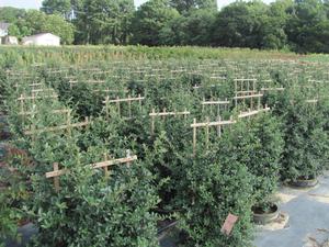 Pyracantha Mohave - 
