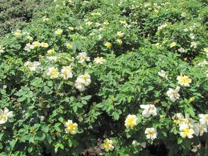 Rosa 'Radsunny' PP18562 / Knock Out® Sunny - Rosa Knock Out