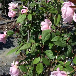 Rosa clg. David Austin Generous Gardener® - Rosa (Climbing)