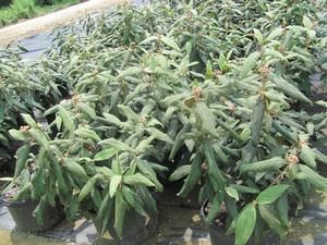 Viburnum rhytidophyllum Cree - Leatherleaf