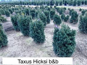 Taxus Hicksi - Taxus yew