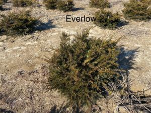 Taxus Everlow - Taxus yew