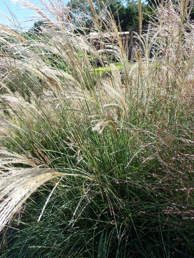 Miscanthus Gracillimus - Maiden Grass