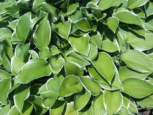 Hosta Francee from David's Nursery