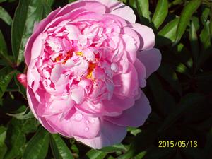 Peony Sarah Bernhardt pink - 