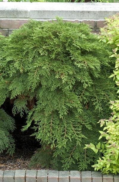 Microbiota decussata Russian Cypress from David's Nursery