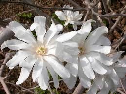 Magnolia Royal Star from David's Nursery