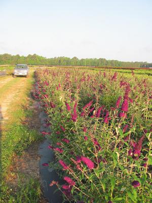 Buddleia Black Knight - Buddleia (butterfly bush)