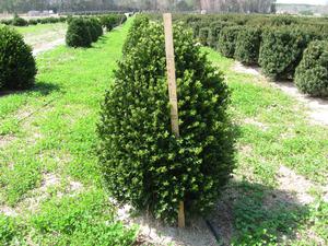 Buxus x Green Mountain - Boxwood