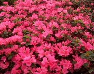 Azalea Tradition - Azalea