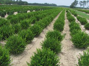 Buxus micro. v . japonica Winter Gem - Boxwood