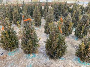 Buxus sempervirens Fastigiata - American boxwood